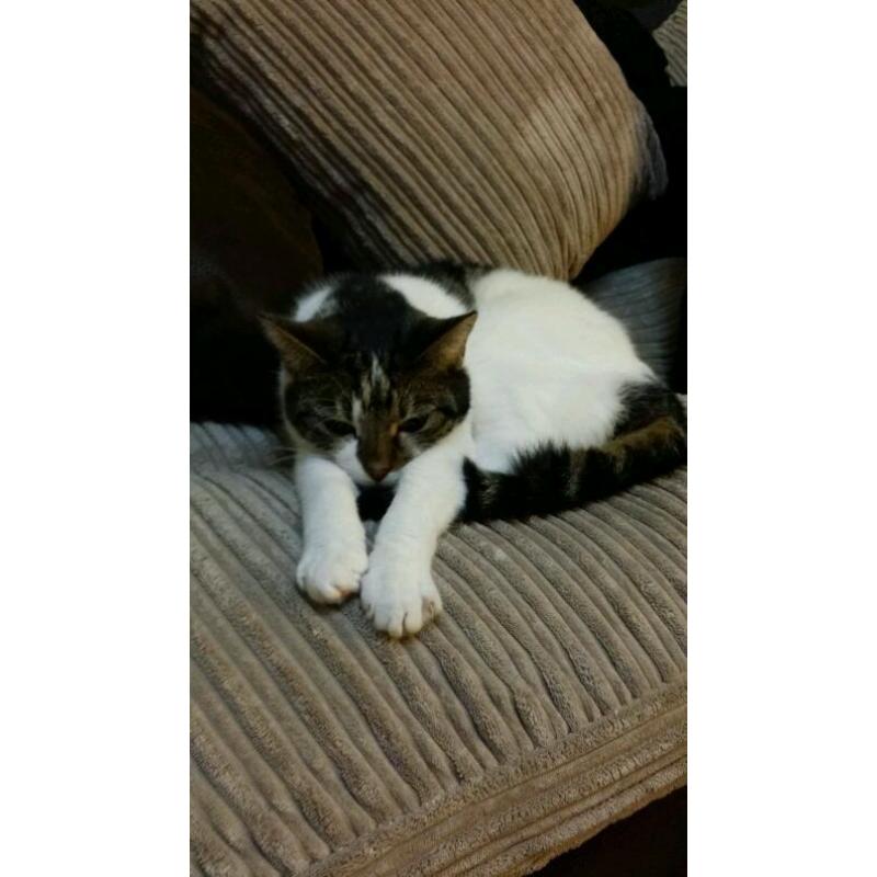 Beautiful cat needs a loving home
