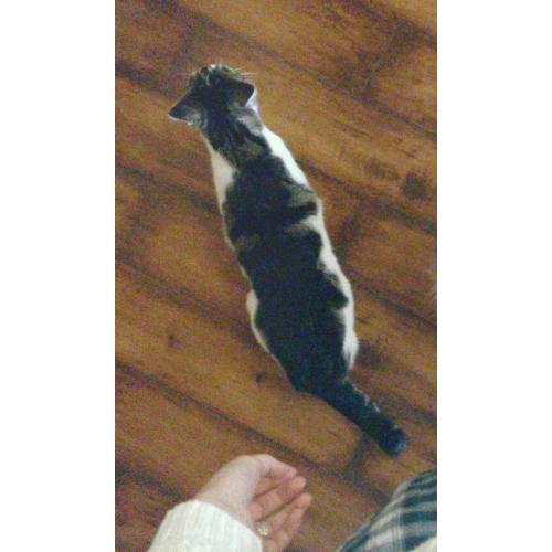 Beautiful cat needs a loving home