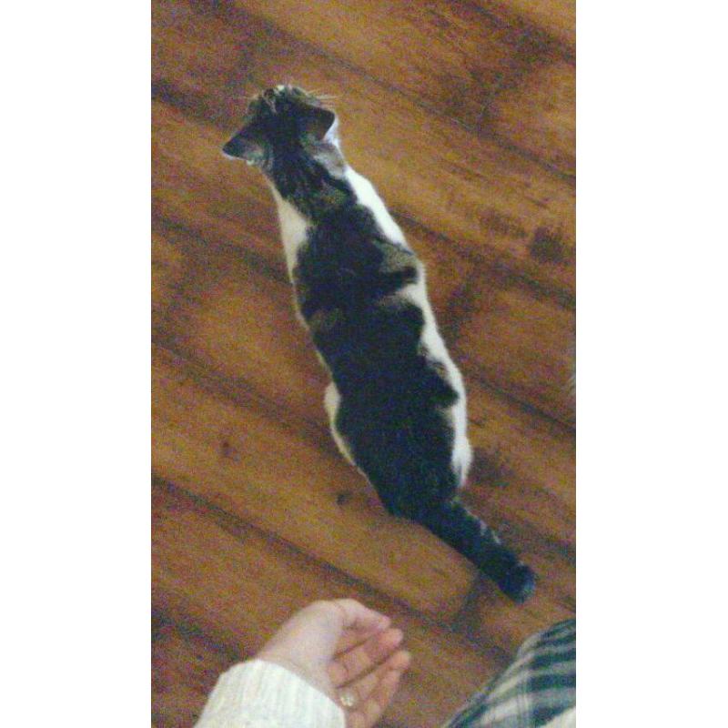 Beautiful cat needs a loving home