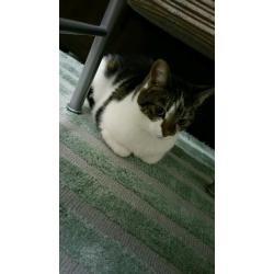 Beautiful cat needs a loving home