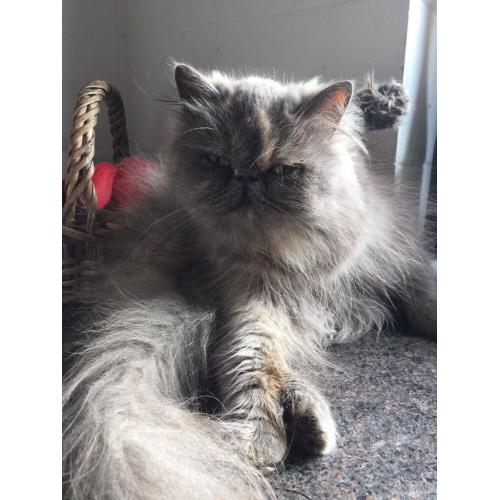 Persian Queen