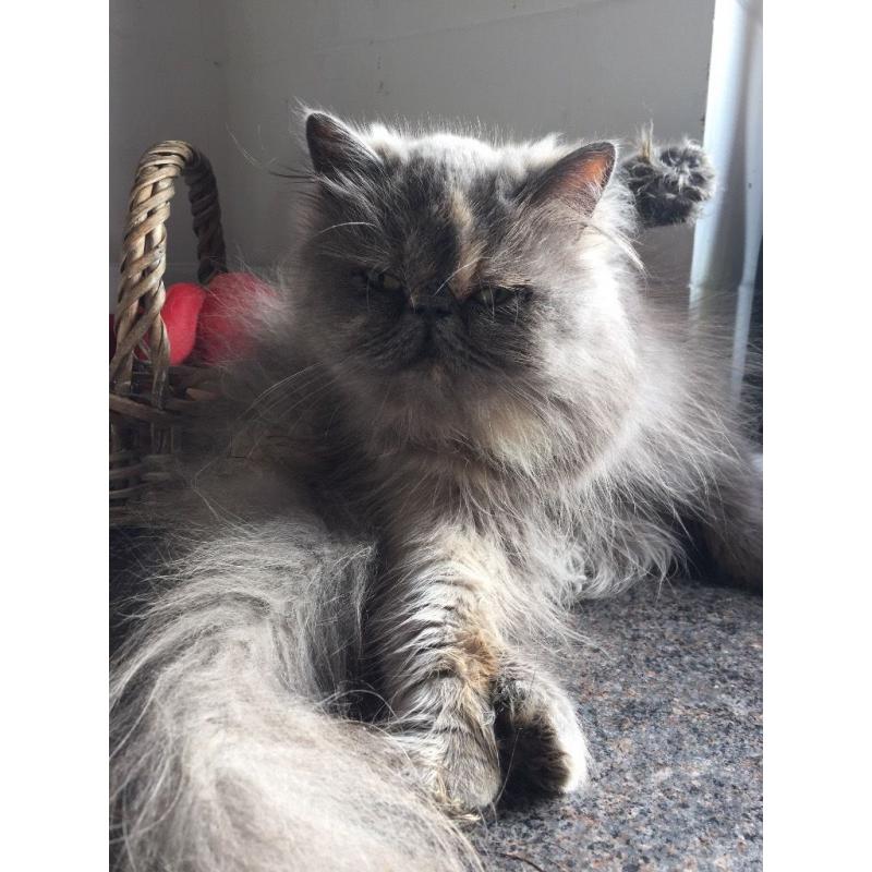Persian Queen
