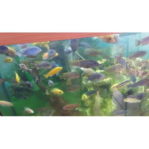 Tropical fish Variety or malawi cichlids