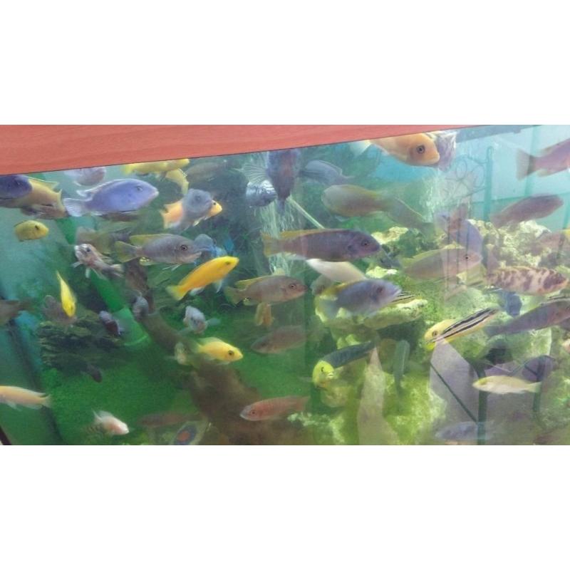 Tropical fish Variety or malawi cichlids