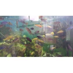 Tropical fish Variety or malawi cichlids