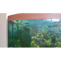 Tropical fish Variety or malawi cichlids