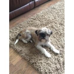 Puppy for sale