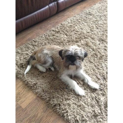 Puppy for sale