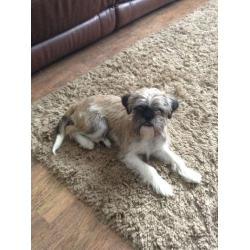 Puppy for sale