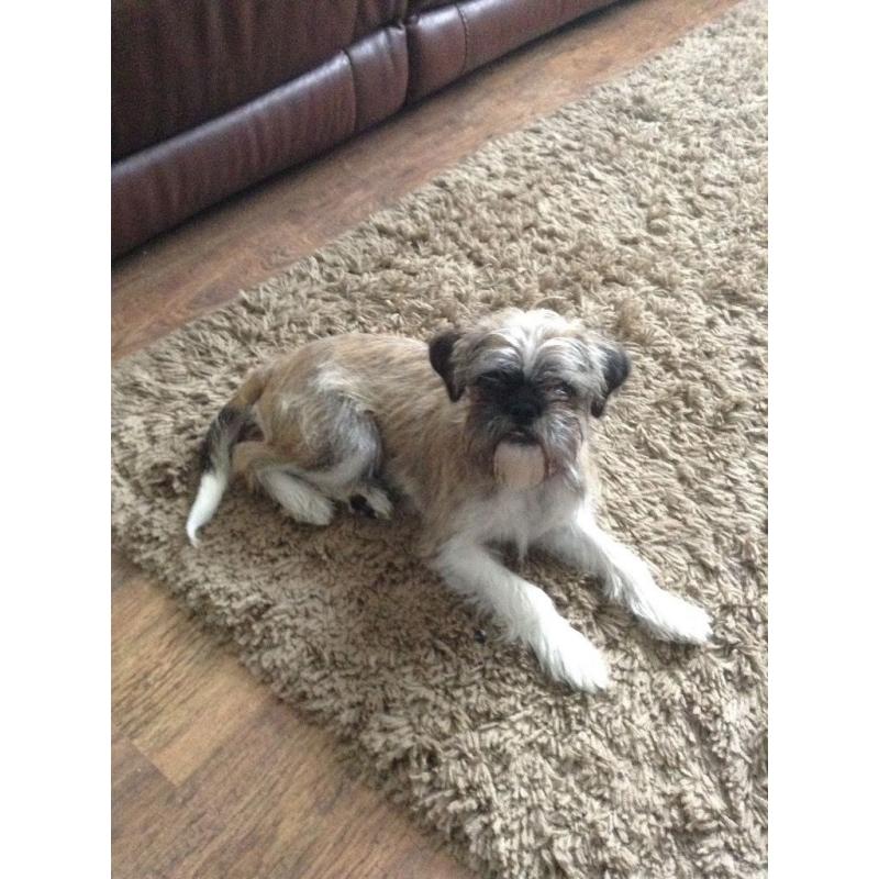 Puppy for sale