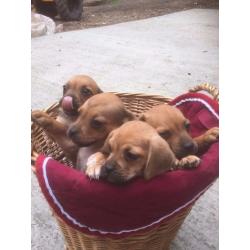 Absoulty geogous Puggles