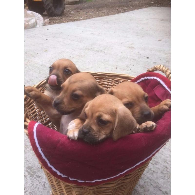 Absoulty geogous Puggles