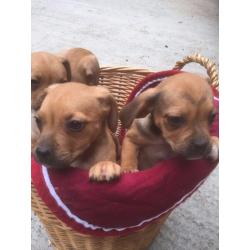 Absoulty geogous Puggles