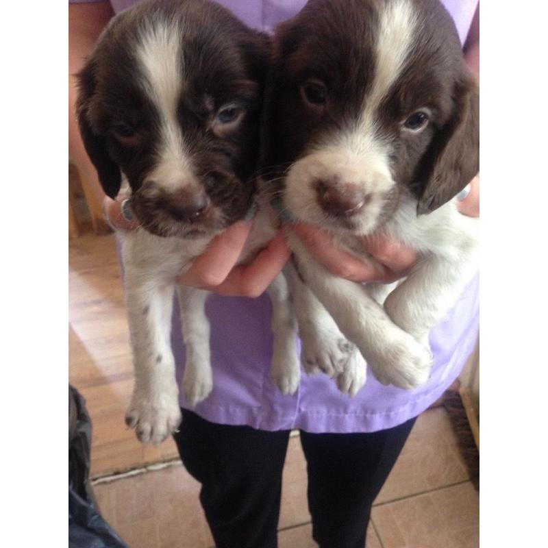 English springer spaniel puppies