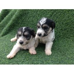 Bichon frise x jack Russell puppy's