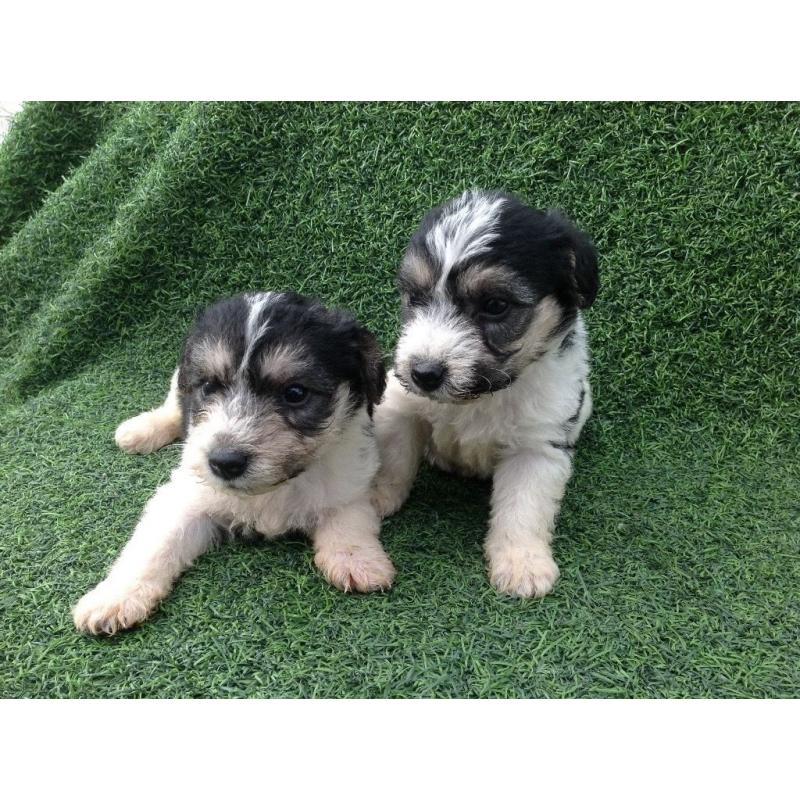 Bichon frise x jack Russell puppy's
