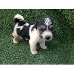 Bichon frise x jack Russell puppy's