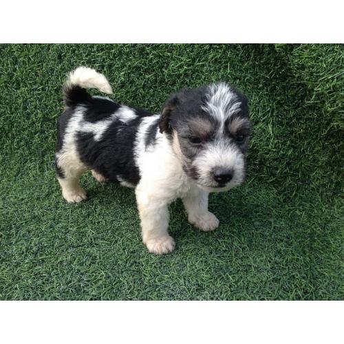 Bichon frise x jack Russell puppy's