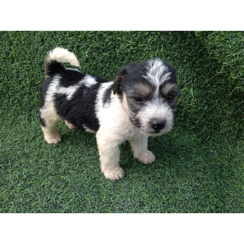 Bichon frise x jack Russell puppy's