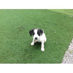 Bichon frise x jack Russell puppy's