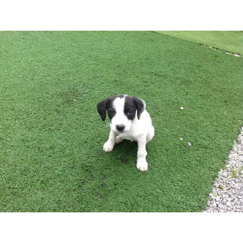 Bichon frise x jack Russell puppy's