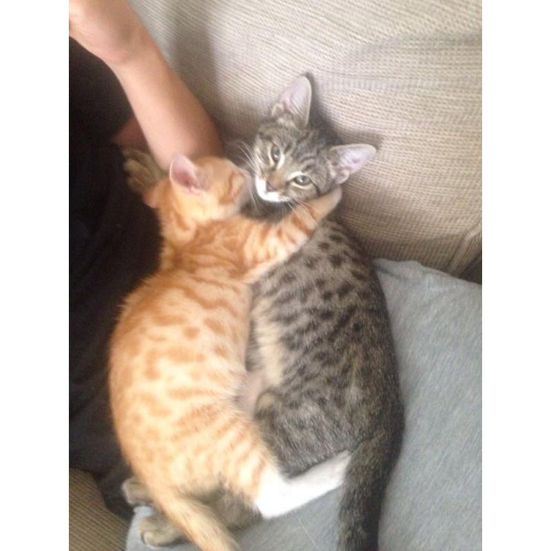 Male and female kittens for sale