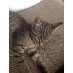 Male and female kittens for sale