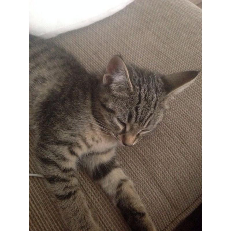 Male and female kittens for sale