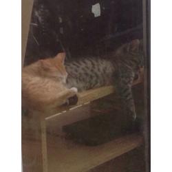 Male and female kittens for sale