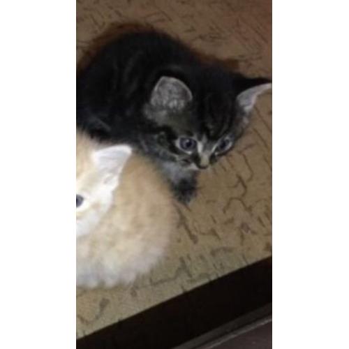 Lovely tabby male kitten 8 weeks old
