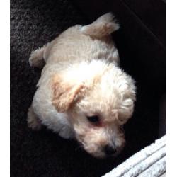 Poochons, non malting toy poodle X bichon
