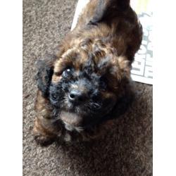 Poochons, non malting toy poodle X bichon