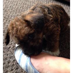 Poochons, non malting toy poodle X bichon