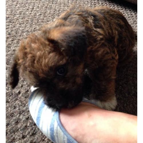 Poochons, non malting toy poodle X bichon