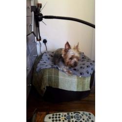 Max needs a home