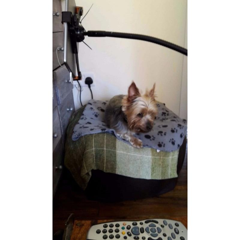 Max needs a home