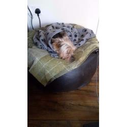 Max needs a home
