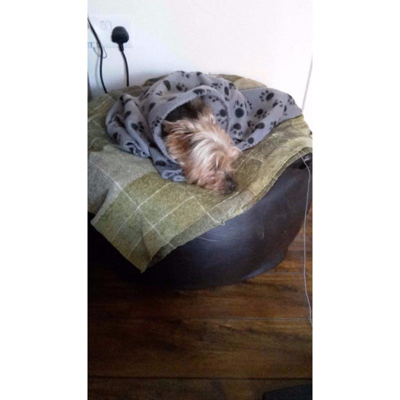 Max needs a home