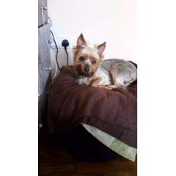 Max needs a home