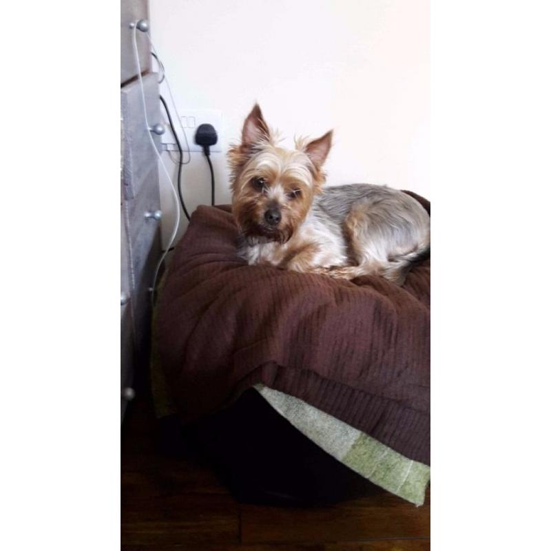 Max needs a home