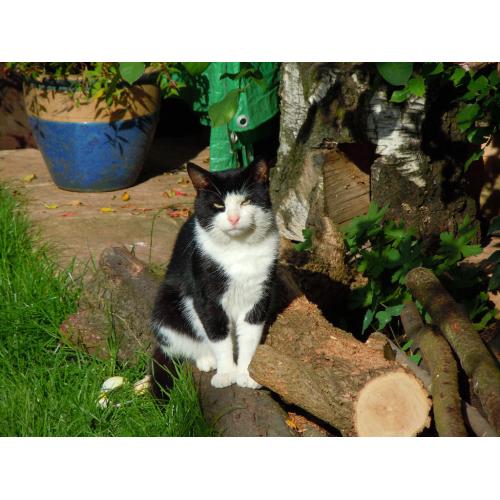 Barney Boy is missing!