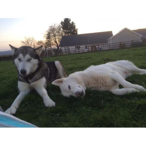 Husky X Malamute Puppies