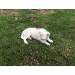 Husky X Malamute Puppies