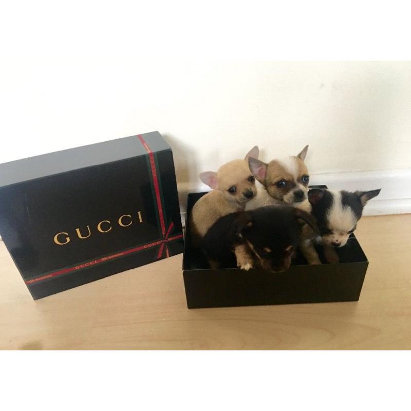 Miniature chihuahua puppies for sale