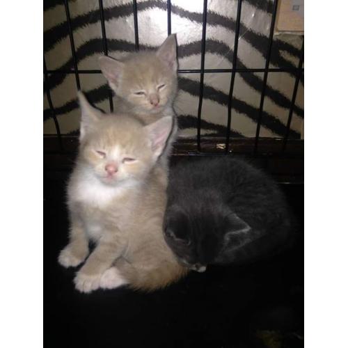 3 gorgeous male kittens