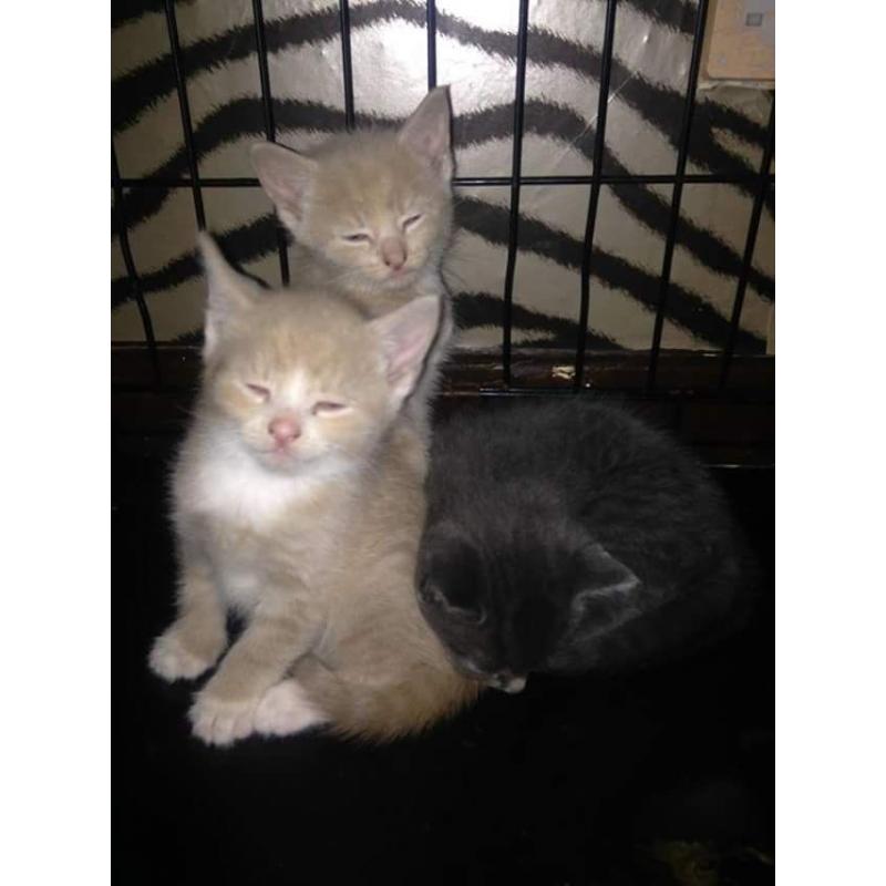 3 gorgeous male kittens