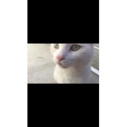 White cat for sale