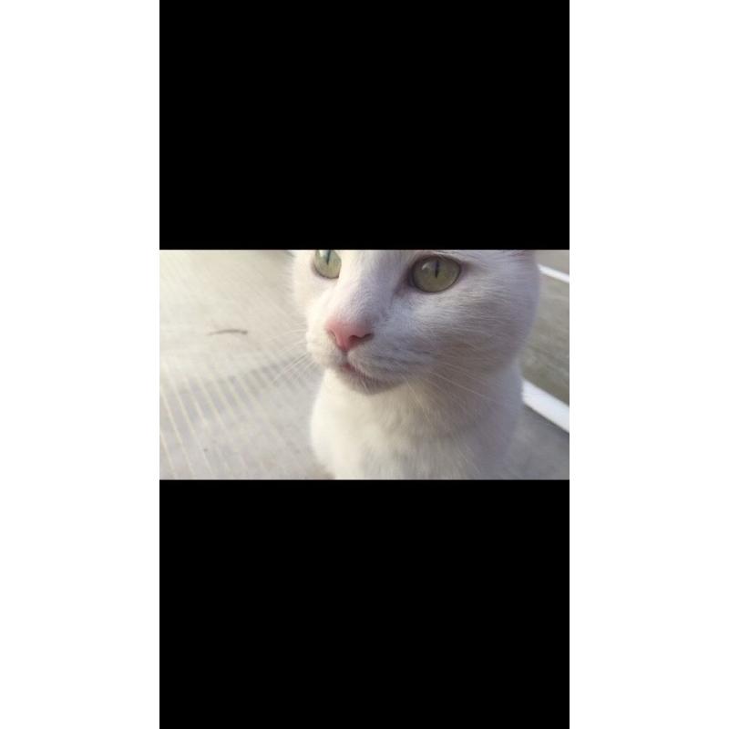 White cat for sale