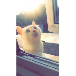 White cat for sale