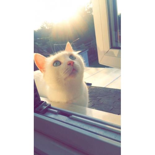 White cat for sale
